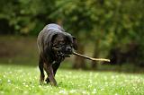 CANE CORSO 910